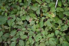 Strobilanthes neoaspera